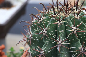 Naklejka na ściany i meble Cactus in the Garden