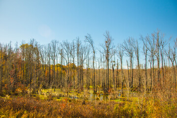 Fototapeta premium A colorful swampy marsh and trees in the Fall blue sky