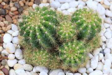 Cactus in the Garden