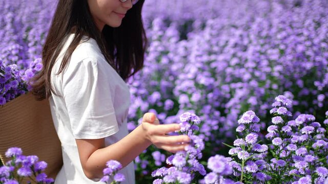 Happy young Asian woman walking in beautiful nature of purple marguerite daisy flowers field in springtime. Pretty girl using hand touching and stroking fresh purple blossom plant in flower garden.