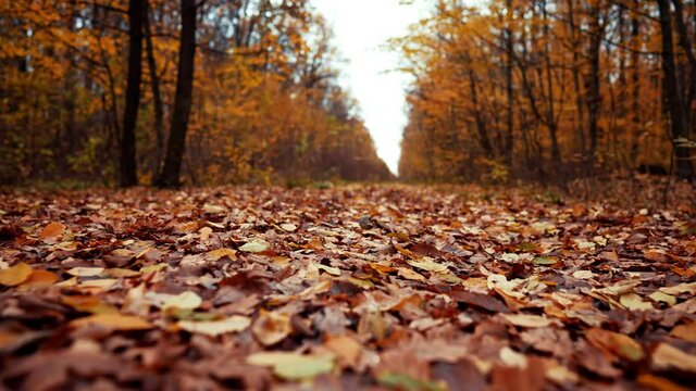 Autumn nature in the forest. Camera moving forward through falling orange leaves on ground. Gimbal shot, slow motion. Fall landscape