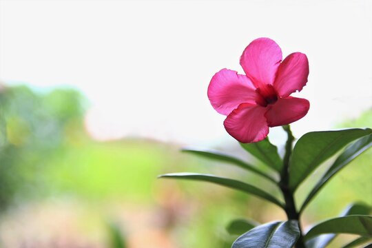 single pink flower on blur background  copy space photo 