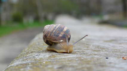 snail on the parapet