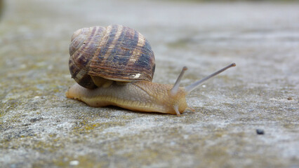 snail on the parapet