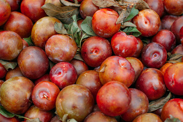 Top view on freshly picked organic red plums. Autumn harvest. Healthy food and gardening  concept.