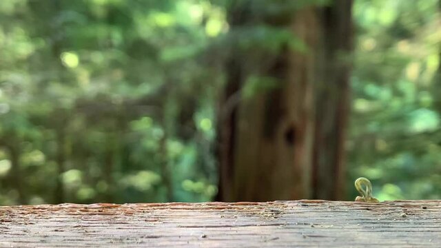 尺取り虫