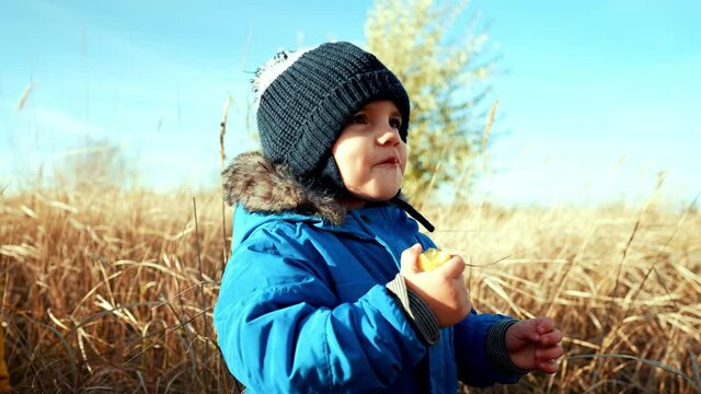 Cute portrait of little toddler baby boy in autumn landscape - park or orange field. Lovely son, family, fall nature concept.