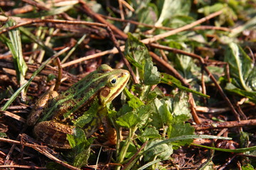 frog in the grass