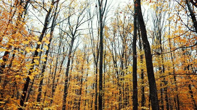 Autumn nature in the forest. Trees with orange foliage. Gimbal shot, slow motion. Fall landscape