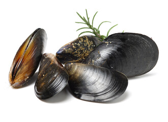 Fresh mussel on white background