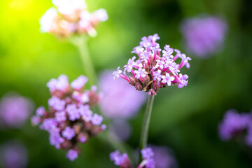 The background image of the colorful flowers