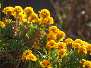 マリーゴールドの花