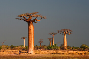 Baobabs