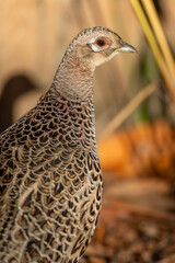 Hen Pheasant with a shadow.