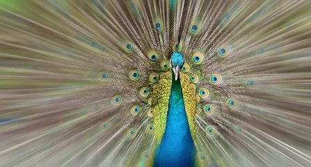 Fotobehang Peacock showing its beautiful feather with motion blur. © gracethang