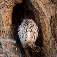 Eastern screech owl grey morph roosting in tree cavity