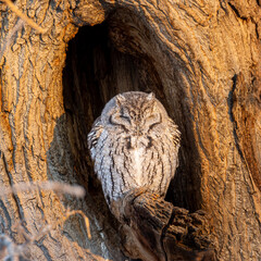 Eastern screech owl grey morph roosting in tree cavity