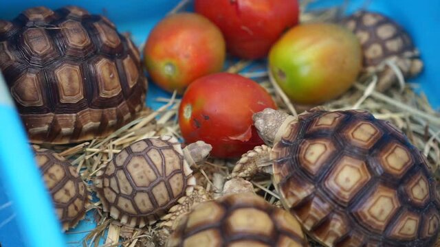 baby turtle tortoise in the basket