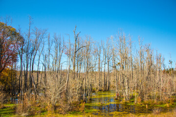 A colorful swampy marsh and trees in the Fall in Georgia blue sky green moss