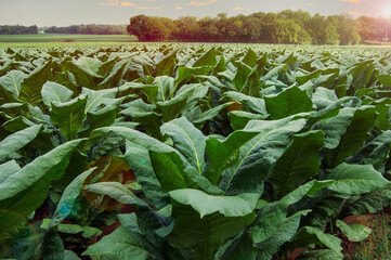 Sunrise over a farm field of large broad green tobacco leaves in the Untied States in summer
