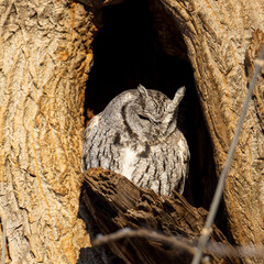 Eastern screech owl
