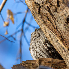 Eastern screech owl grey morph basking in daylight