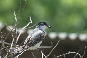 Fork tailed flycatcher perched on a branch