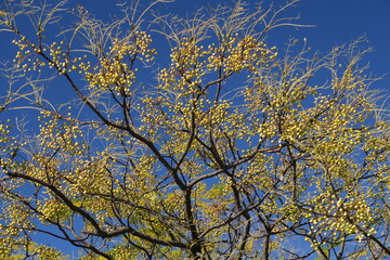 実をつけた栴檀の木