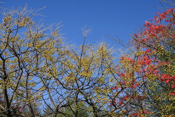 冬の栴檀の木と紅葉のハゼノキと青空