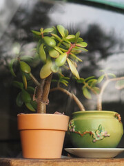 Potted Jade Plants In Window