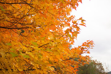 奇麗に紅葉しているカエデ（岐阜県岐阜市）