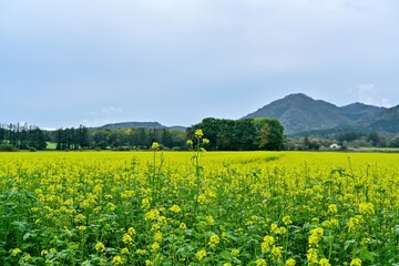 晩秋の北海道で見た満開の菜の花咲く情景