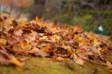 奇麗に紅葉しているカエデ（岐阜県岐阜市）