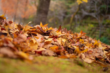 奇麗に紅葉しているカエデ（岐阜県岐阜市）