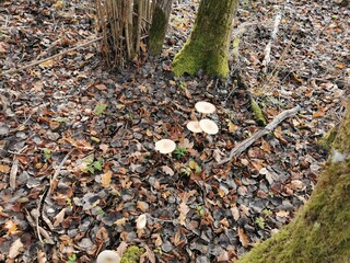 moss on the ground