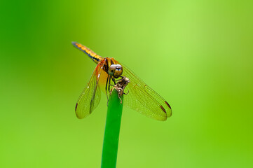 A dragonfly(Crimson Dropwing,Female) perch on plant stem
