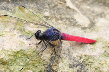 A dragonfly(Common Red Skimmer) stay on the stone.
