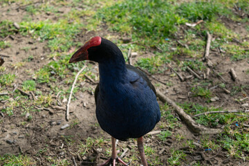 pukeko looking to the side