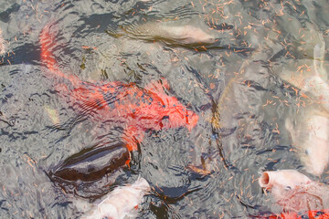 Obraz na płótnie Canvas 鯉が餌を食べているシーン（岐阜県岐阜市）