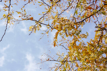 Fall season tree leaf color change to yellow.