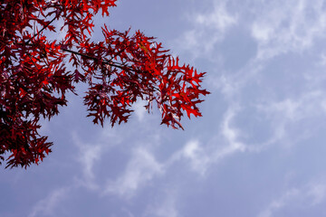 Fall season maple leaf color change