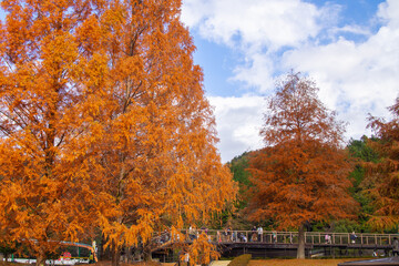 奇麗に紅葉しているメタセコイア（岐阜県岐阜市）