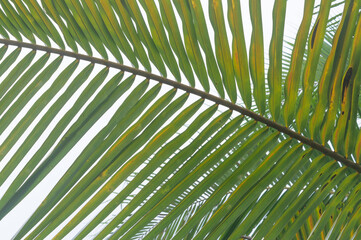 A strip of palm or coconut leaf background from Thai country