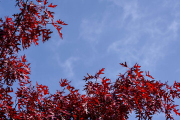 Fall season maple leaf color change