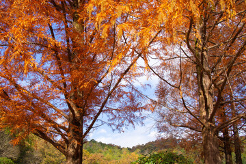 奇麗に紅葉しているメタセコイア（岐阜県岐阜市）