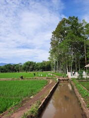 Fototapeta na wymiar In the rainy season in Indonesia, many people started planting rice again after the dry season. 