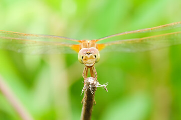 Dragonfly perch on plant. Clear eyes and mouth.
