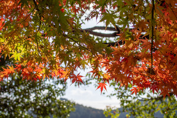 奇麗に紅葉しているカエデ（岐阜県岐阜市）