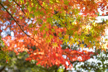奇麗に紅葉しているカエデ（岐阜県岐阜市）