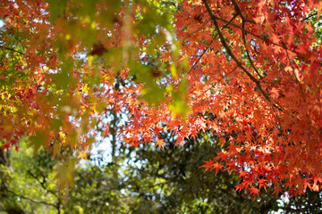 奇麗に紅葉しているカエデ(岐阜県岐阜市)